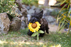 Blooming Buddies Collection