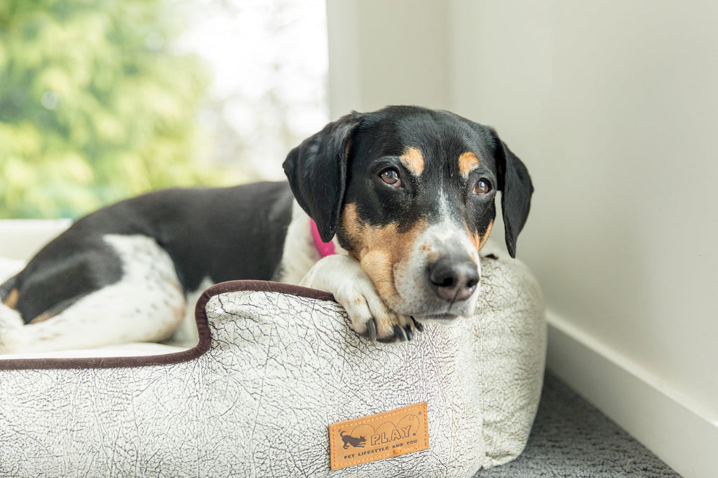 Savannah Lounge Bed