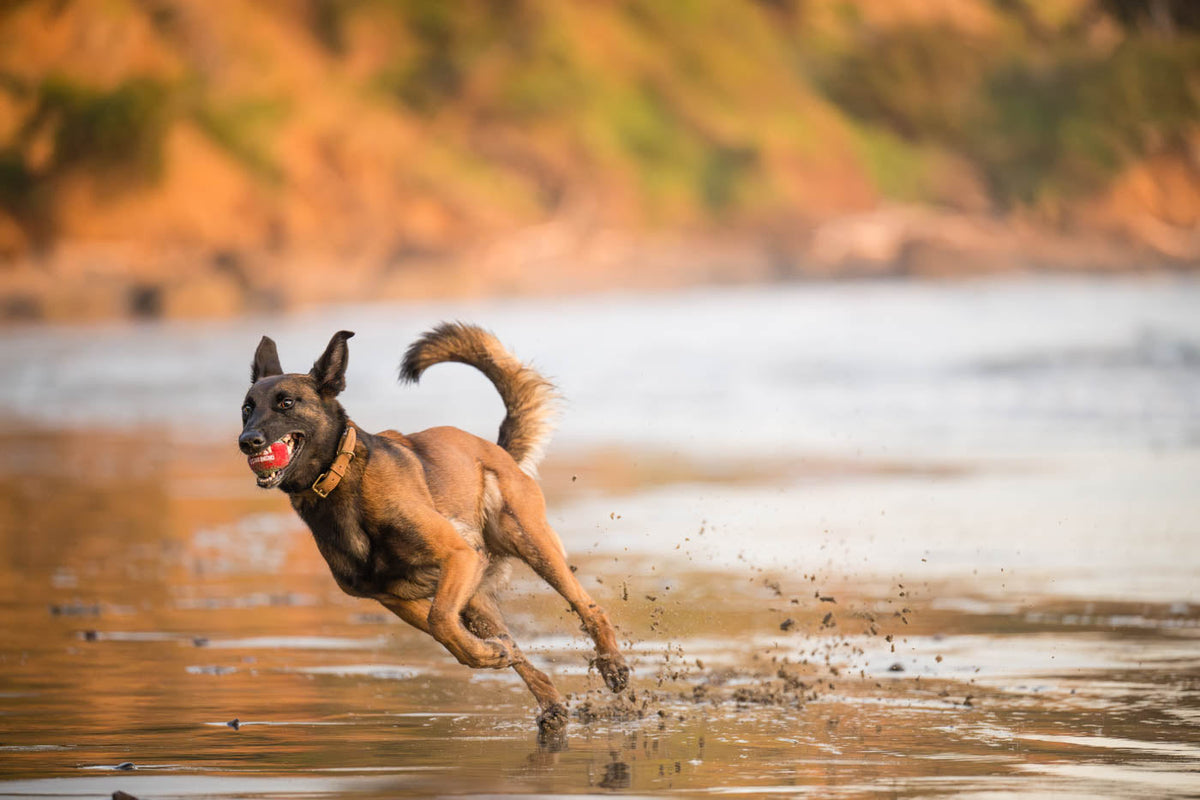 Dog Tennis Balls