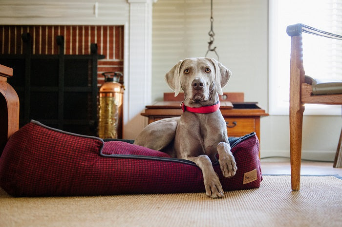 Houndstooth Lounge Bed